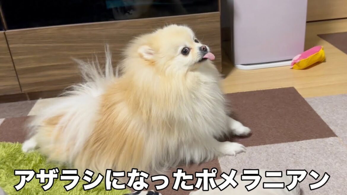 この子の前世は絶対アザラシだと思います笑