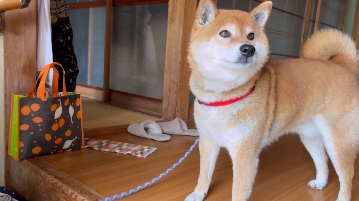 おやつを貰う時はいつもより可愛い顔の柴犬