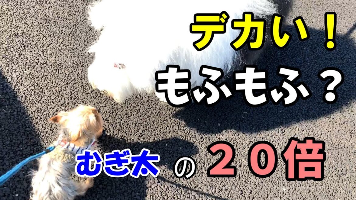 友達できるかな？20倍以上の大きなワンコとお散歩【オールド・イングリッシュ・シープドッグ】【ヨークシャテリア】