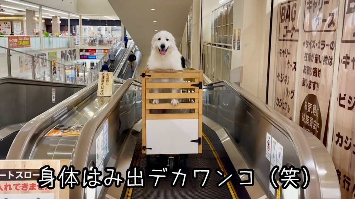 お祝いに買い物行ったら盛大にカートからはみ出る超大型犬【20万人突破記念編】