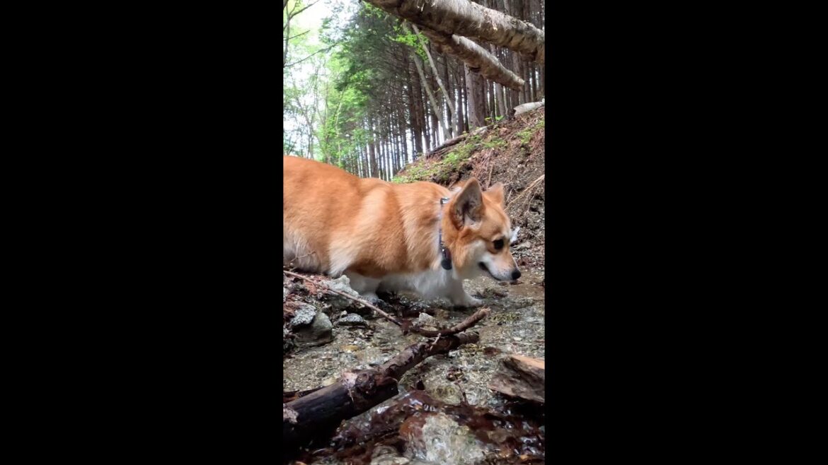 沢を歩くコーギー / Corgi walking in the stream #コーギー #サクラ #corgi