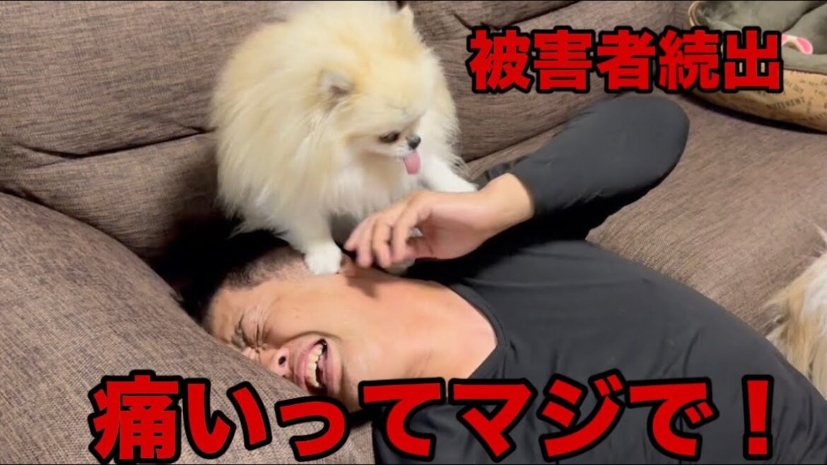 パパが好き過ぎて抑えが効かなくなったポメラニアンはこうなりました パパが好き過ぎて抑えが効かなくなったポメラニアンはこうなりました