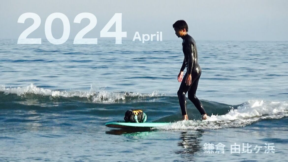 【ドッグサーフィン#32】2024初サーフィン　イングリッシュコッカースパニエル「みみ」の気持ち