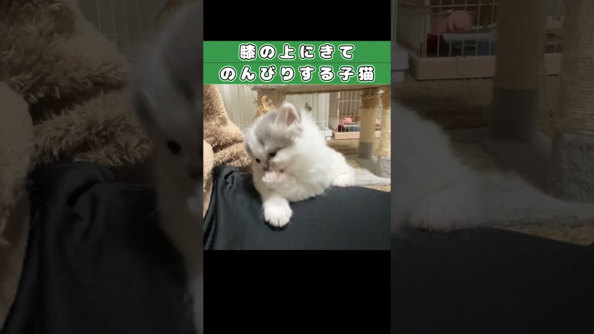 【戦闘後に膝の上で休憩する子猫】　#shorts　#ラガマフィン　#子猫