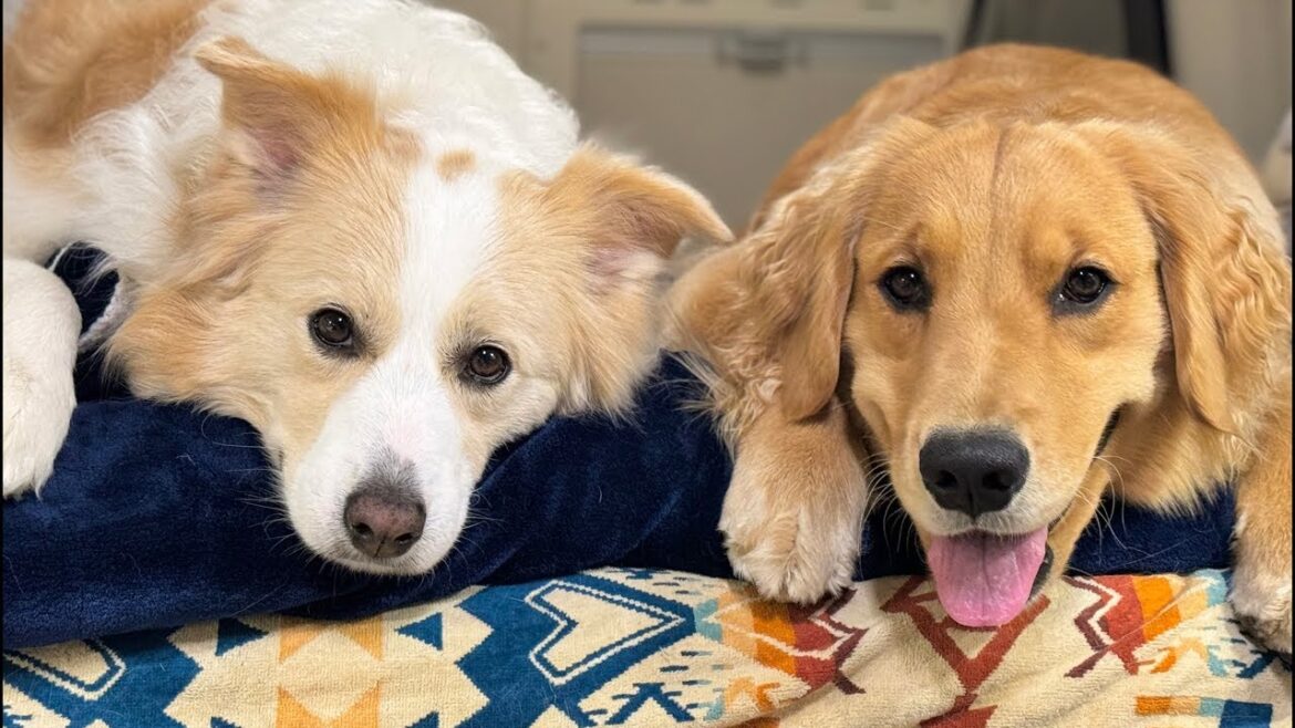 悩みすぎている件について相談させてください🙏【＃ボーダーコリー＃ゴールデンレトリバー】