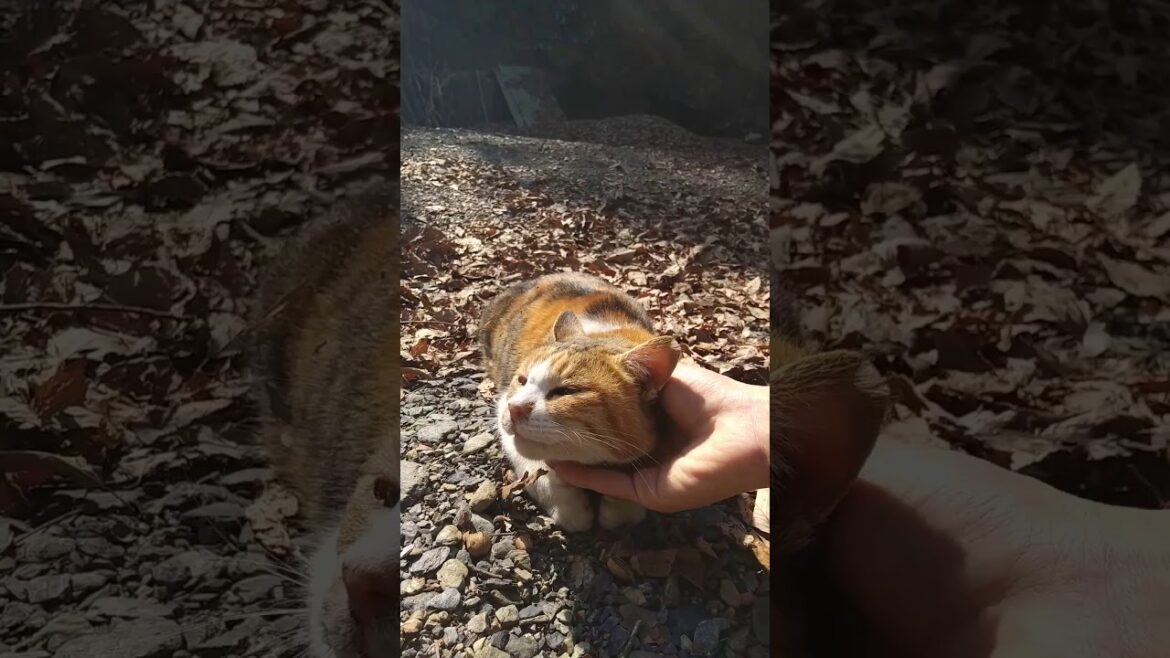 スフィンクス座りな猫さん【うっとり】 -Stray cat that sits like a sphinx.-