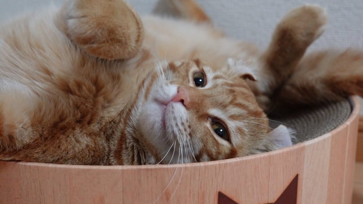 バリバリボウルでの寝相が激烈に悪いアメリカンカールのタビーさん