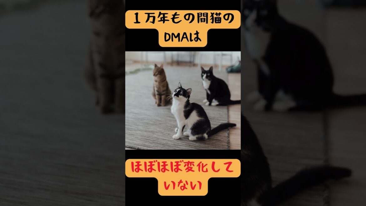 猫が日本に広まったのは、、猫に関するおもしろい雑学#48 #猫 #short #雑学 #cat