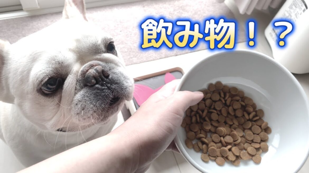 ４５秒でメシが食える〜♪【フレンチブルドッグ frenchbulldog】
