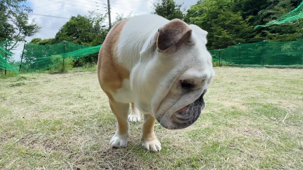 ぶるまるの笑顔が見たくて5時間かけて庭のドッグランを綺麗に！結果がこちら！