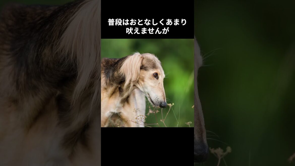 【サルーキーの雑学】#犬#雑学#AI#字幕 【サルーキーの雑学】#犬#雑学#AI#字幕