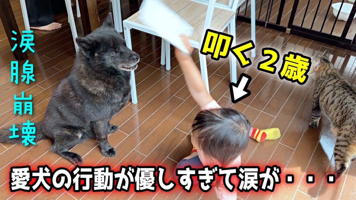 【優しすぎる犬】２歳が叩くので、叱ってたら愛犬が、、、