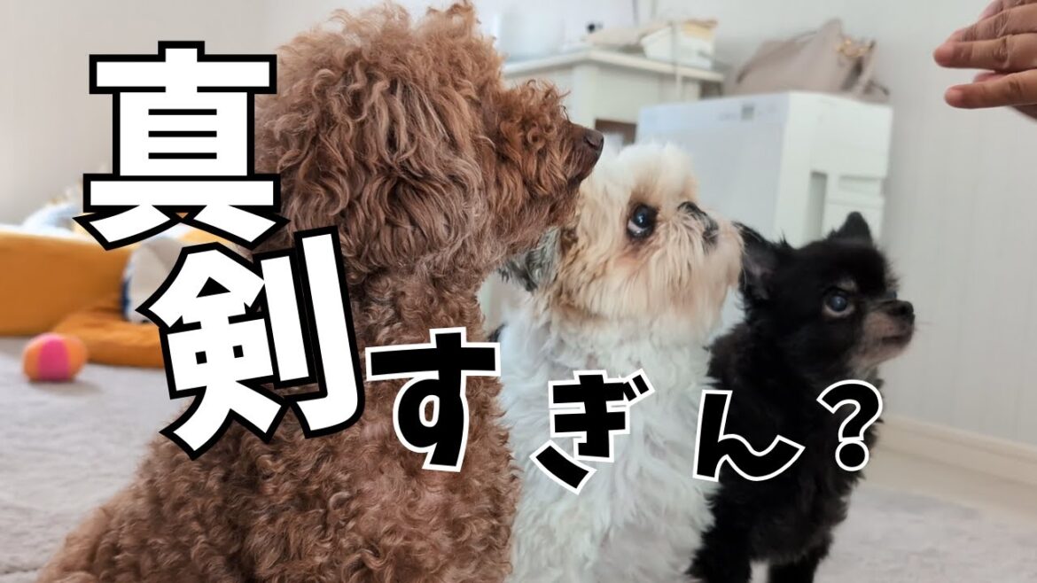 話に集中する犬がかわいすぎるwww～多頭飼い～チワワ シーズー ミニチュアピンシャー トイプードル