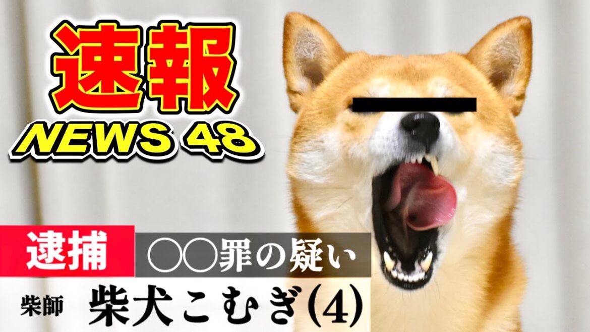 【NEWS48速報】逮捕された柴犬こむぎが２日後に再逮捕！？散歩中に気をつけるべき毒性のある植物を発見する【三浦半島ウォーキング】