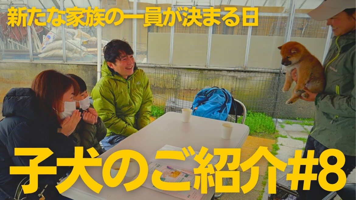 【柴犬・豆柴の子犬をご家族様へご紹介】新たな家族の一員が決まるワクワク、ドキドキな「子犬のご紹介」【子犬のご紹介#8】