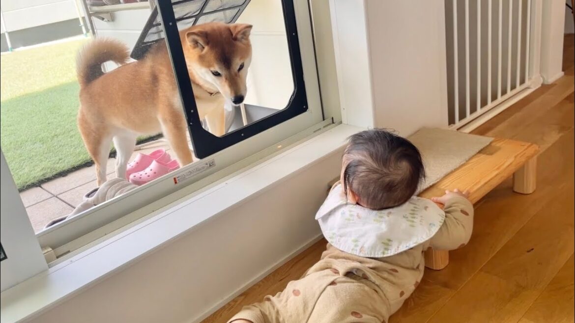 柴犬を追いかけ次女が網戸から脱出しそうで困っている