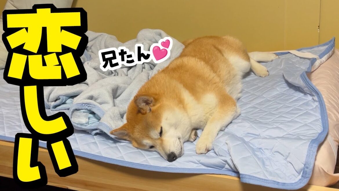 大好きな兄たんが居なくなり寂しそうな柴犬が切ない…