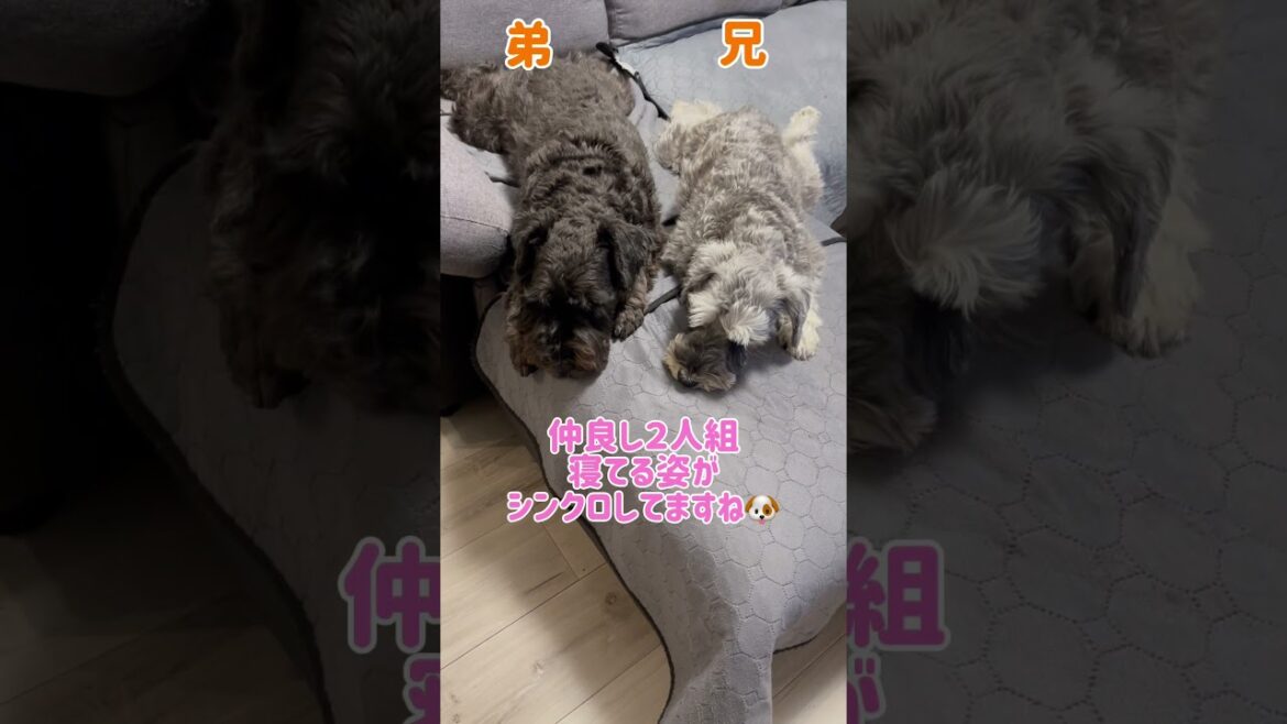【れおぱおチャンネル】シンクロする２人🐶　#愛犬  #多頭飼い  #シュナウザー  #れおぱおチャンネル  #dog