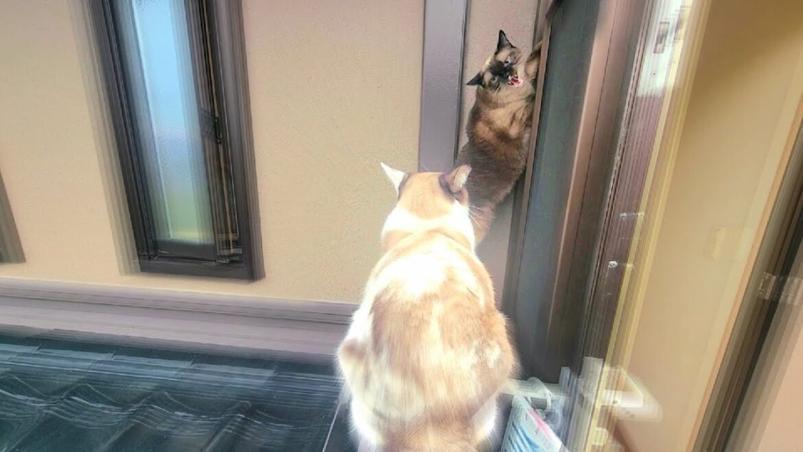 姉シャム猫を脅す妹猫に「おやめなさい」と鶯がなだめに来た結果🐦🌳