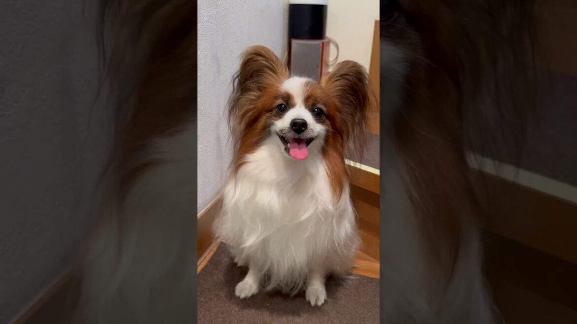 7ヶ月ぶりにサマーカットしたパピヨン✂️ #shorts