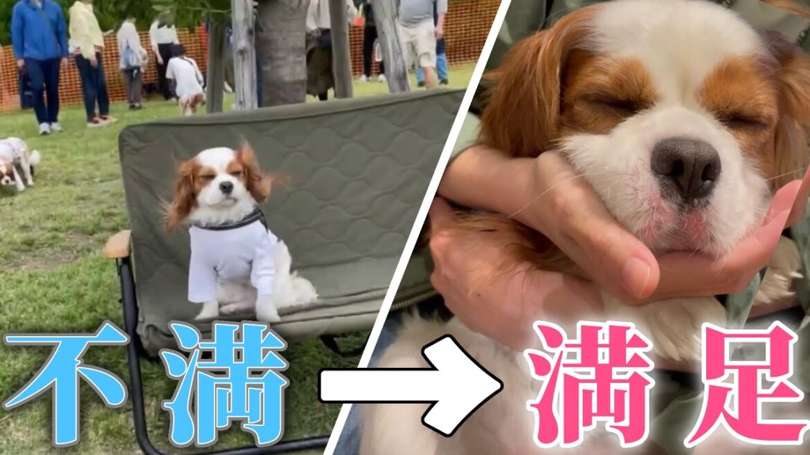 ドッグランでテンション下がってからの美味しいもの食べて満足して寝ちゃうキャバリア犬の１日