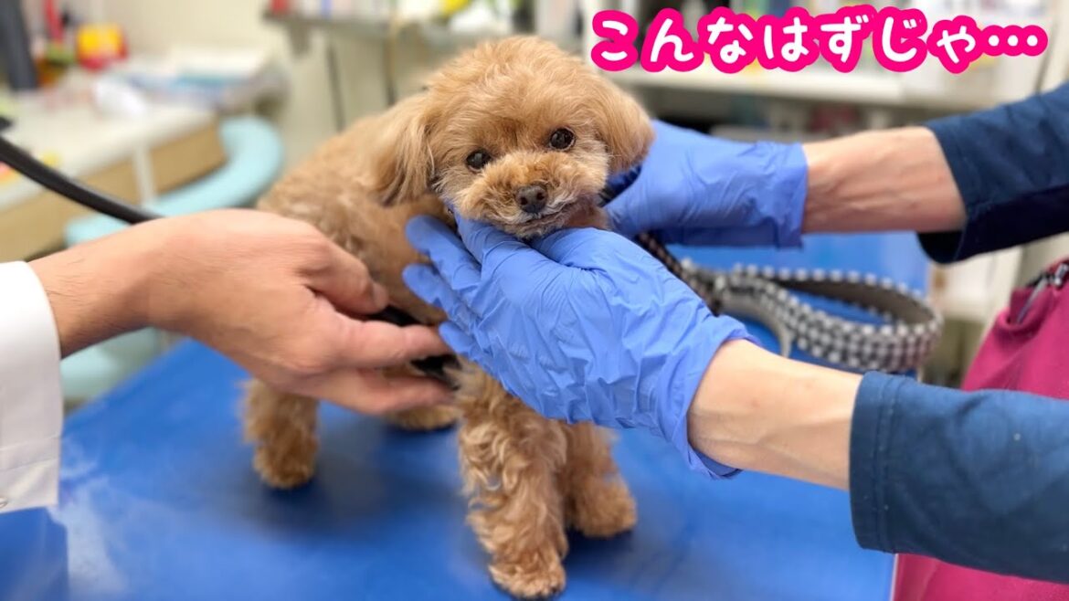 散歩中に病院と気付く犬…。家では甘えん坊爆発！【トイプードルのコロン】