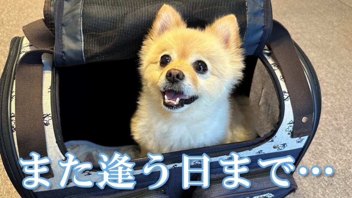 家族とお別れの日がやってきました… 家族とお別れの日がやってきました…