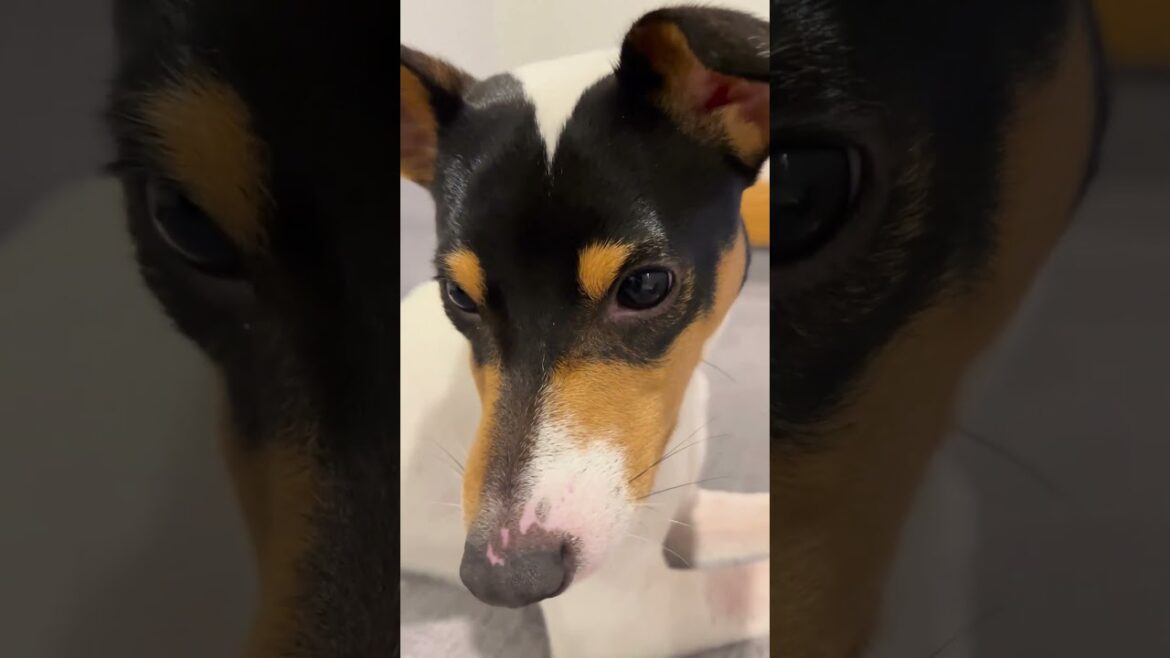 CUTE FOX TERRIER PUPPY FIGGY JUST CHILLING! #shorts