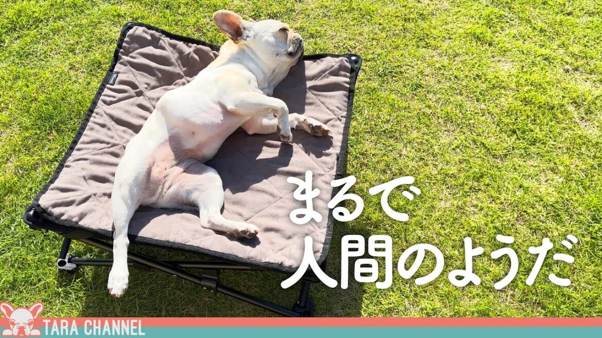 散歩後に疲れて庭で寝転がっている愛犬が愛おしい【フレンチブルドッグ】