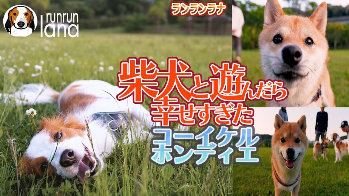 #108  柴犬と遊んだら幸せすぎたコーイケルホンディエ（おまけ動画付き）