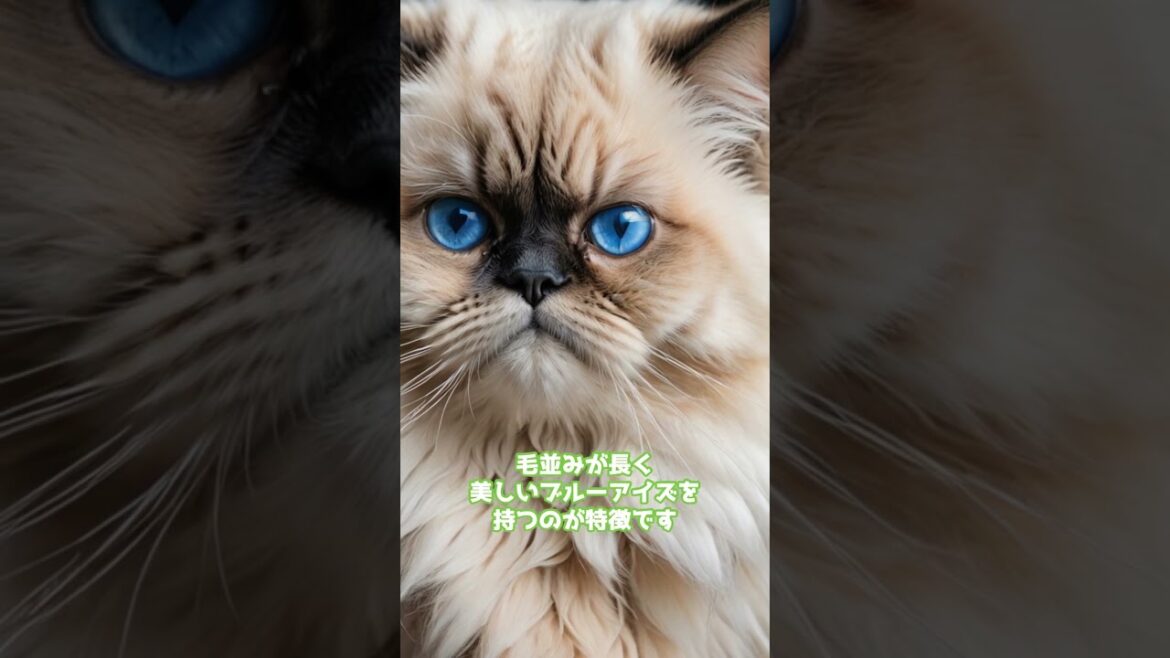 ヒマラヤンの雑学＃shorts #猫のいる暮らし #cat #キャット #猫のいる生活 #猫好きさんと繋がりたい
