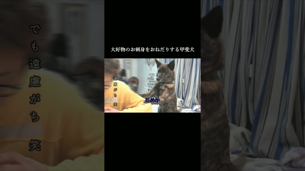 大好物のお刺身をおねだりする甲斐犬 #甲斐犬#youtubeshorts #ご飯