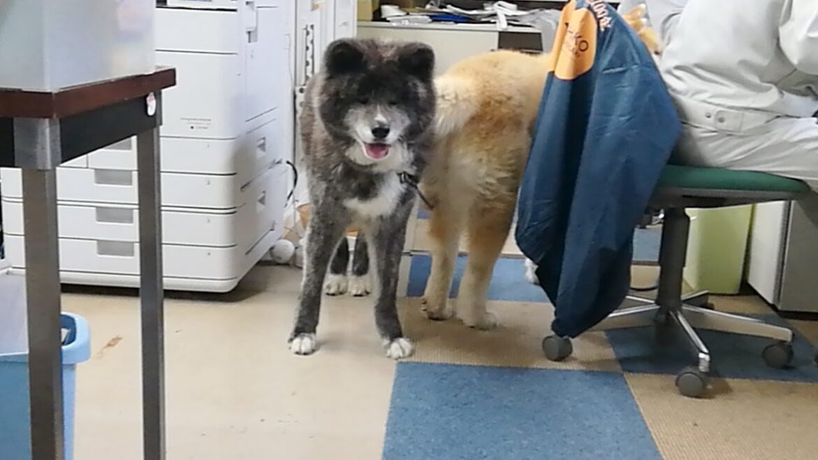 秋田犬会館配信！