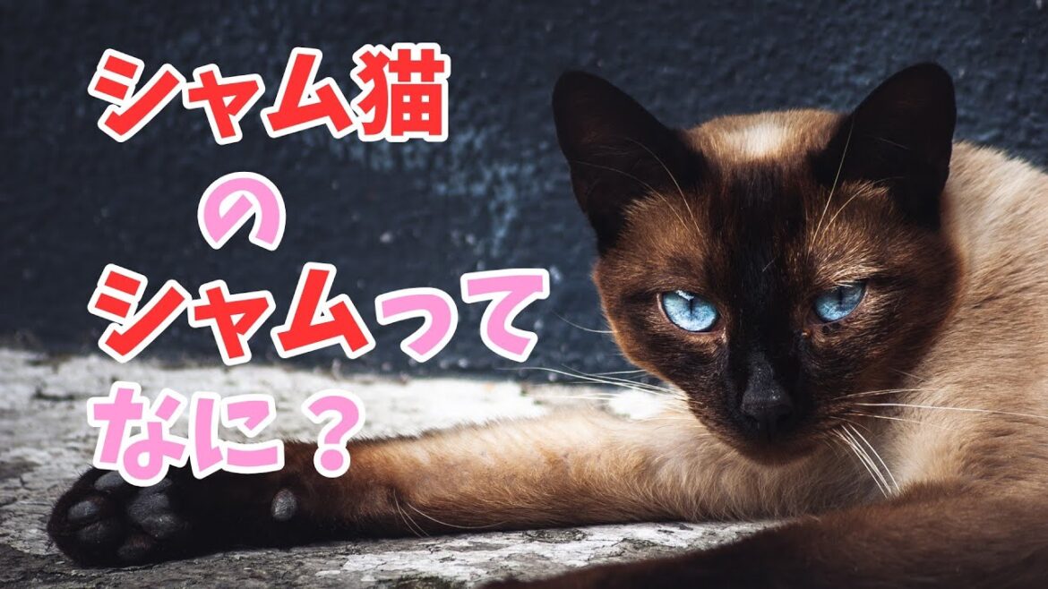 【ねこ解説】シャムネコのシャムってなに？【voicevox】