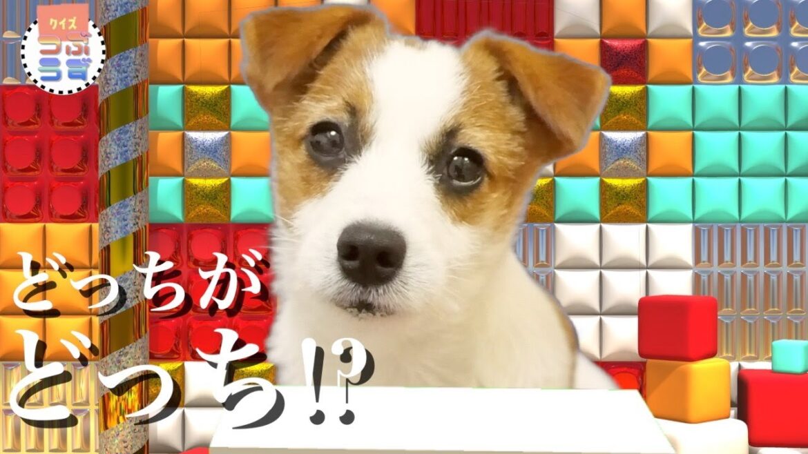 そっくりな兄弟のクイズを作りました/ジャックラッセルテリア/多頭飼い