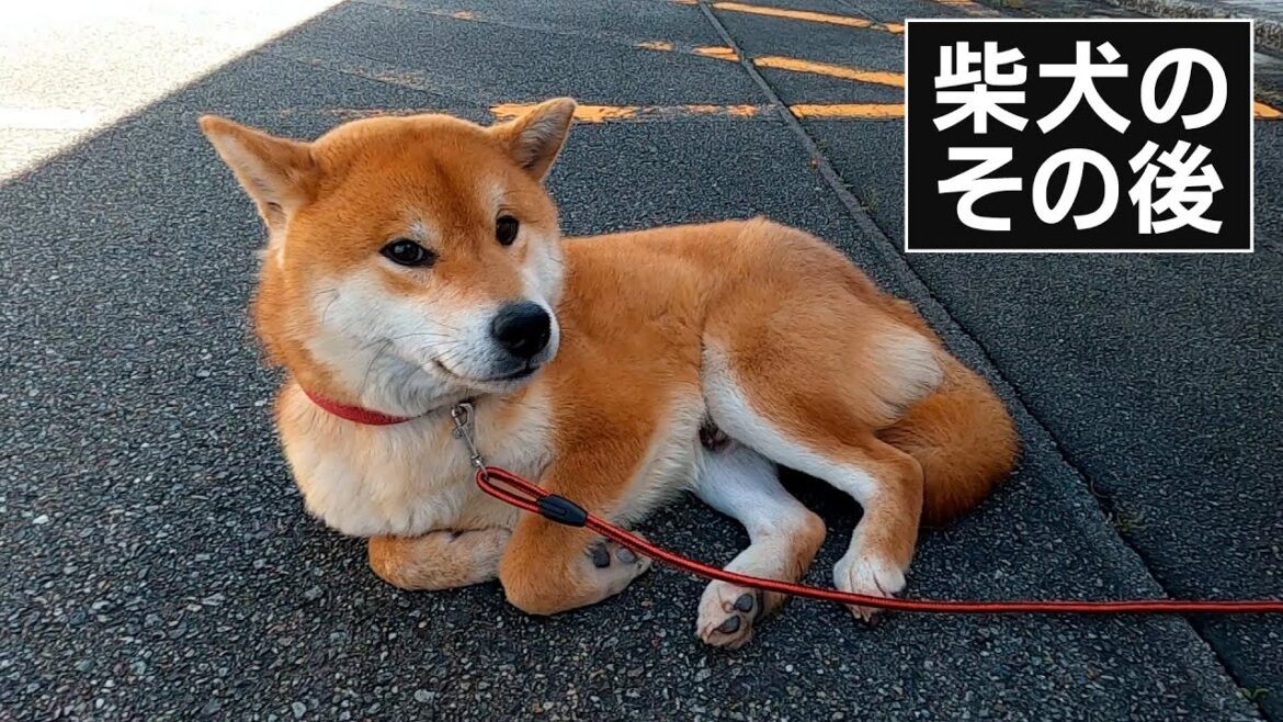 柴犬の飼い主さんを募集します…その後