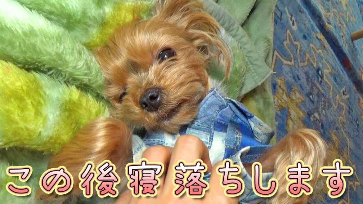 【ヨークシャテリア】甘えん坊なヨークシャテリア【Yorkshire Terrier】 【ヨークシャテリア】甘えん坊なヨークシャテリア【Yorkshire Terrier】