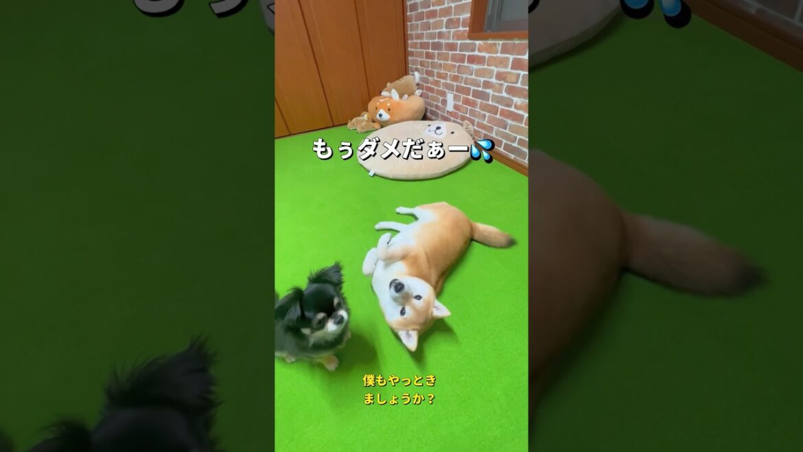 それぞれのやられ方🤣#柴犬 #チワワ #shorts