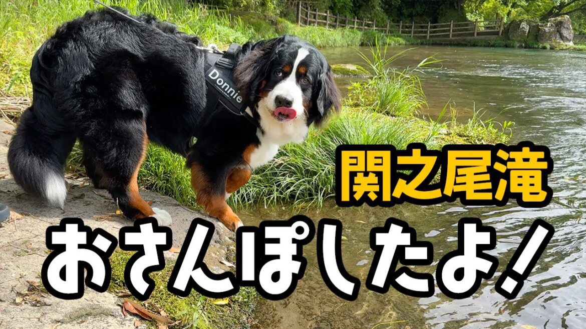 関之尾滝おさんぽしたよ！【0歳10ヶ月の大型犬】