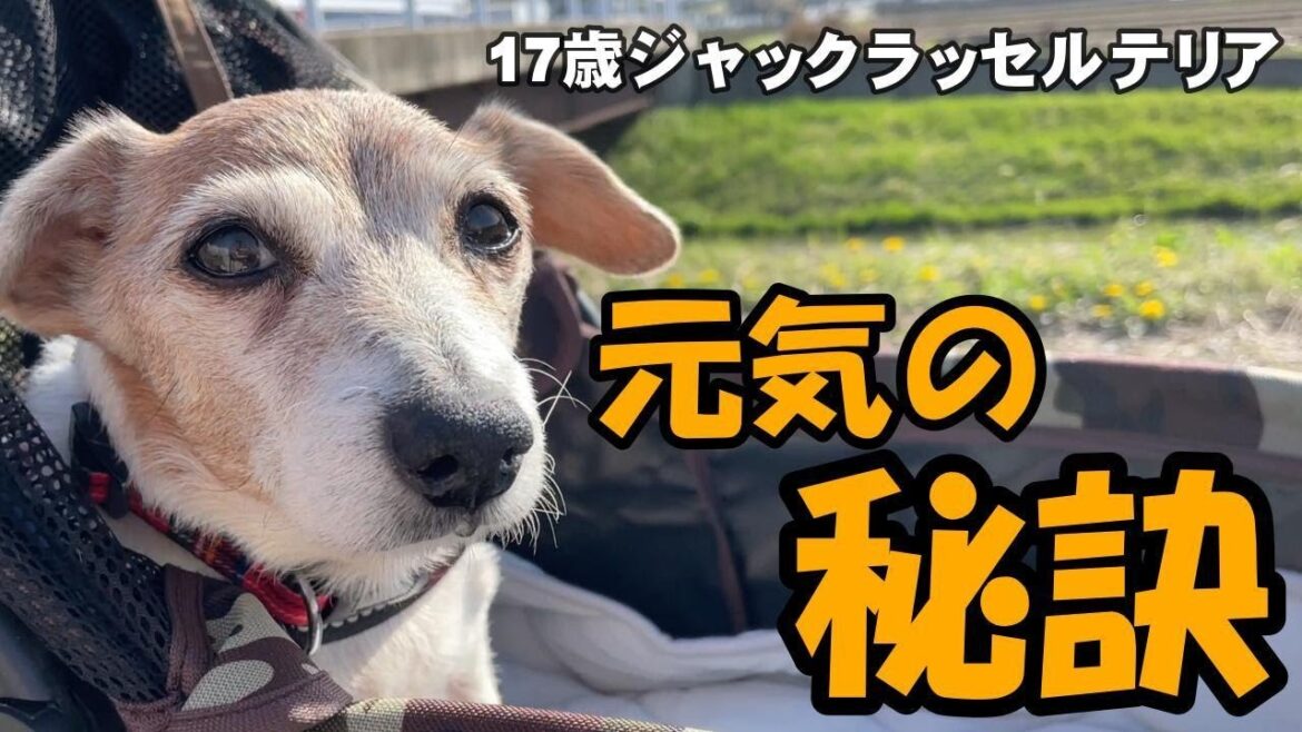 【17歳ハイシニア犬】元気でいるために刺激は大事！