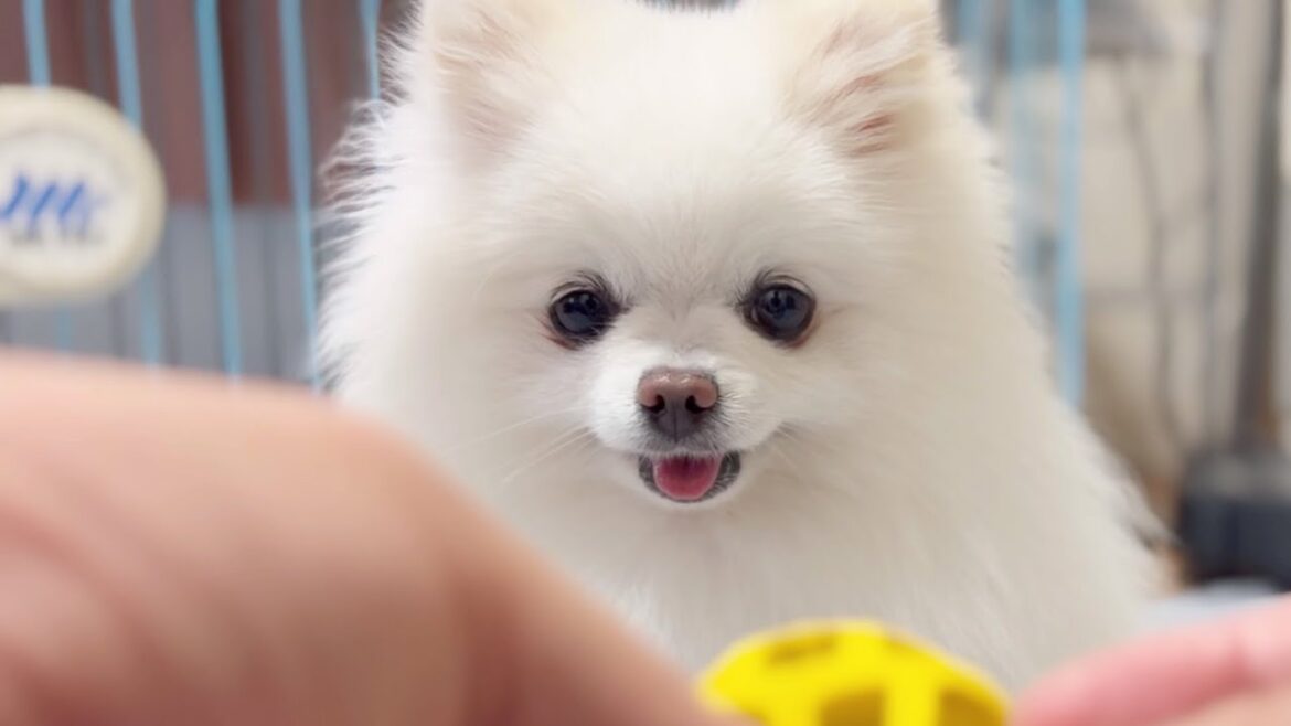 食いしん坊で目が離せないポメラニアン