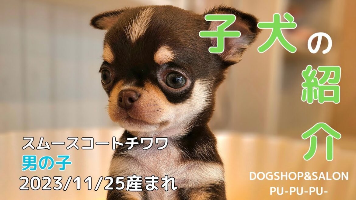 御家族様決まりました！スムースコートチワワの男の子【ペットショップ ドッグサロン プープープー 北海道 函館市 子犬 販売】