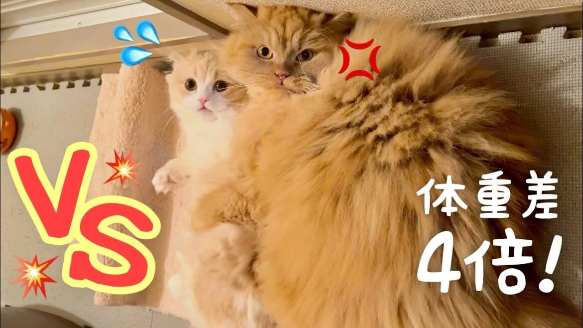 【スコマンチ】可愛い短足耳折れマンチカンの子猫とラガマフィンのメス猫同士が喧嘩してこうなっちゃいました…【多頭飼い】 【スコマンチ】可愛い短足耳折れマンチカンの子猫とラガマフィンのメス猫同士が喧嘩してこうなっちゃいました…【多頭飼い】