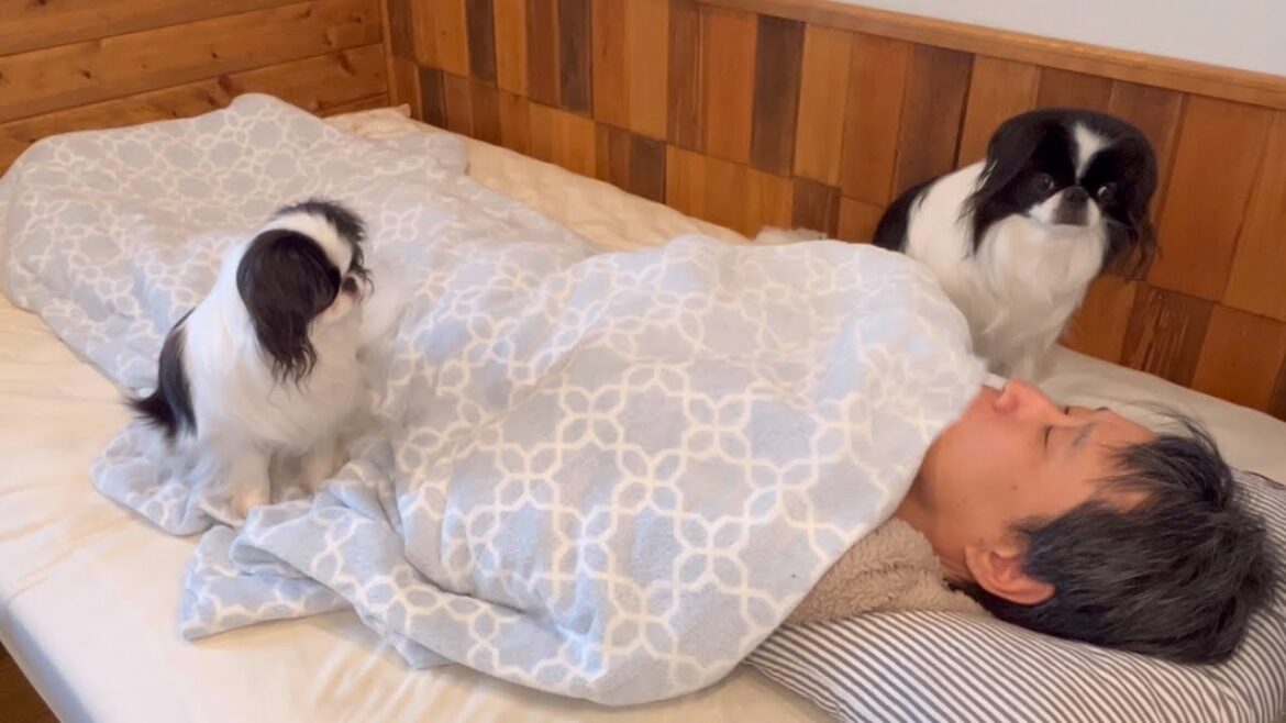 体調不良で横になる飼い主、その後の犬達の行動に涙が溢れる。