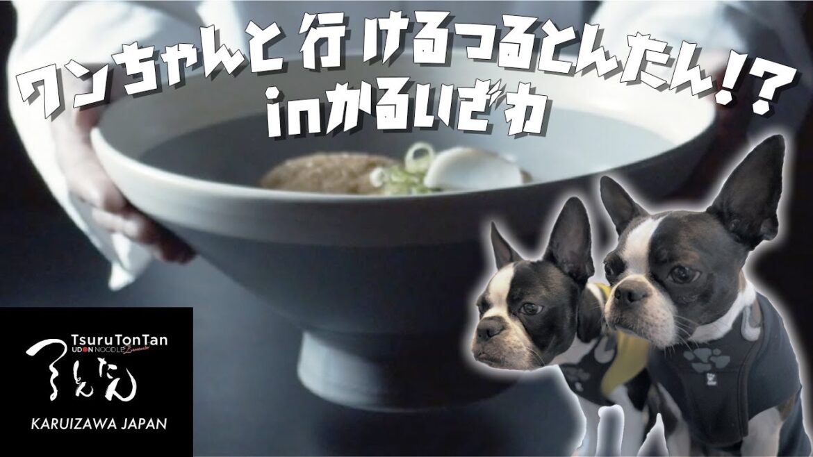 【ボストンテリア】愛犬と行けるつるとんたんin軽井沢