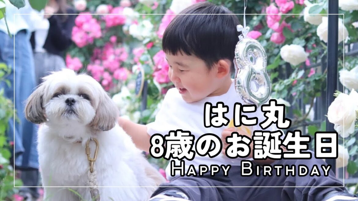 【シーズー】はに丸8歳のお誕生日🎂家族でランチ＆バラ園でお散歩🌹 / Hanimaru’s 8th Birthday Vlog.