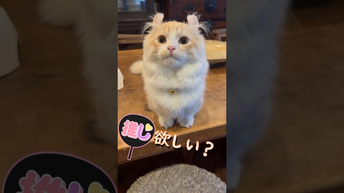 【キンカロー】今推しがいないそこの君！【マンチカール】#猫 #キンカロー