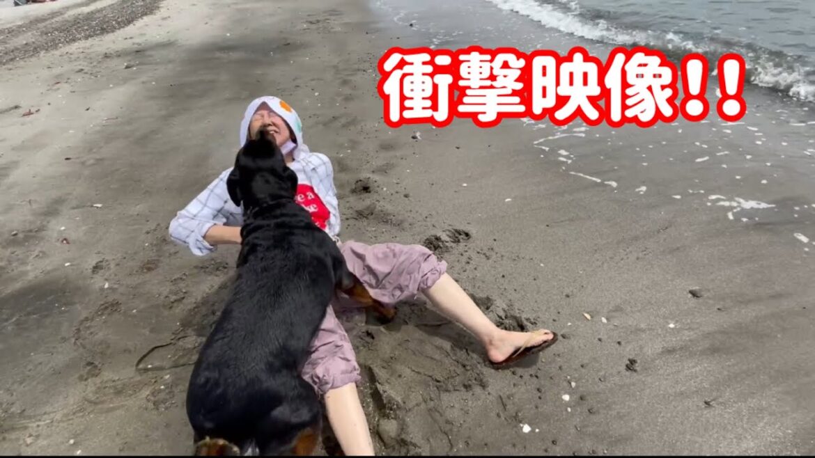 うちのロットワイラーが海で人を襲ってしまった【閲覧注意】