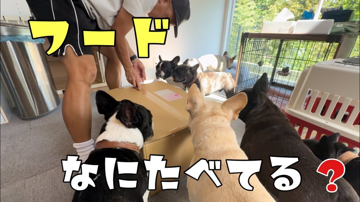 フレンチブルドッグ6頭のフード事情！1年間で衝撃の○○キロ!?