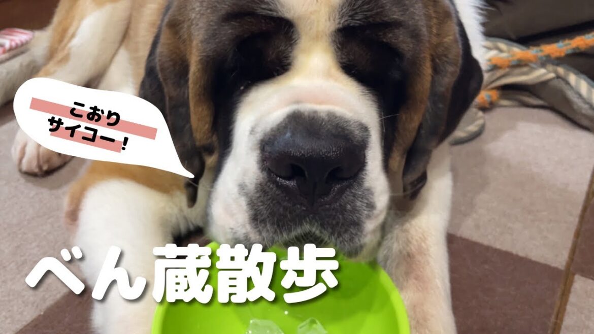 【セントバーナード】べん蔵は氷好きです🧊